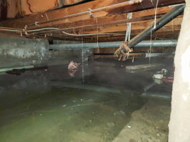 Best Ceiling water damage repair  in Elmont, NY